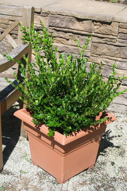 Winter Gem Boxwood