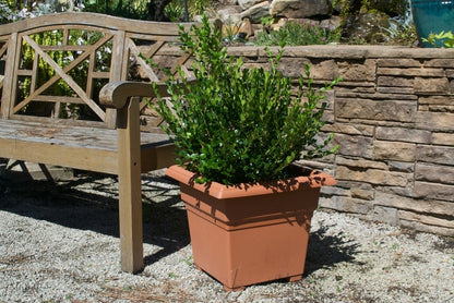 Winter Gem Boxwood