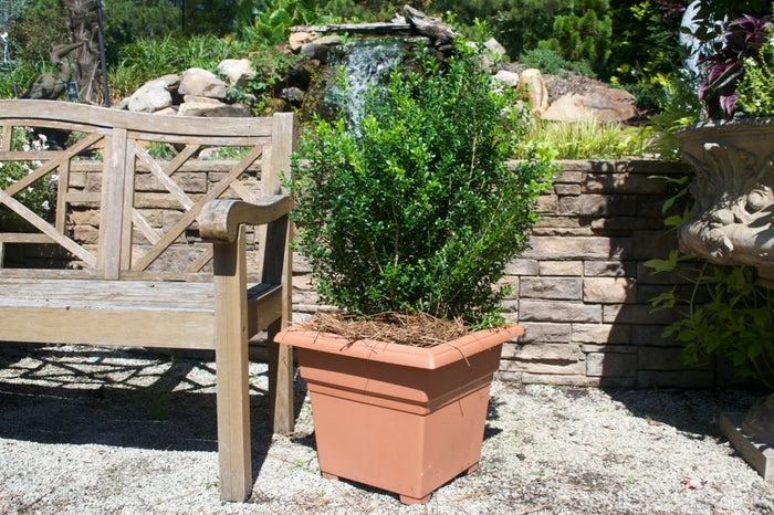 Baby Gem™ Boxwood