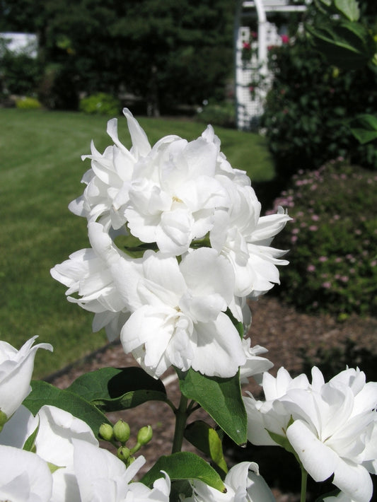 Snowgoose Mock Orange