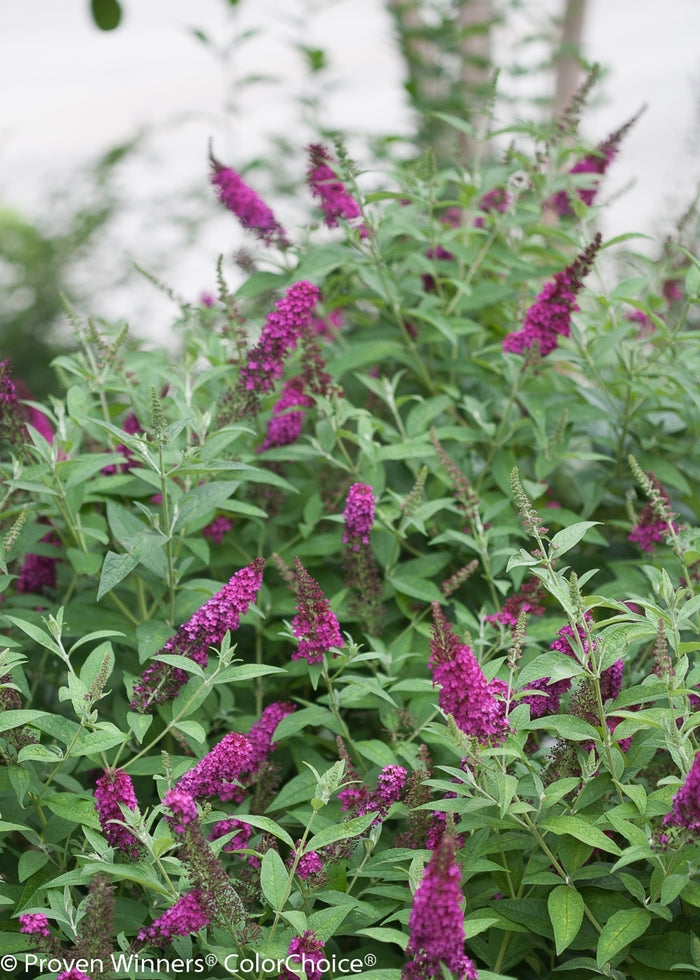 Miss Molly Butterfly Bush