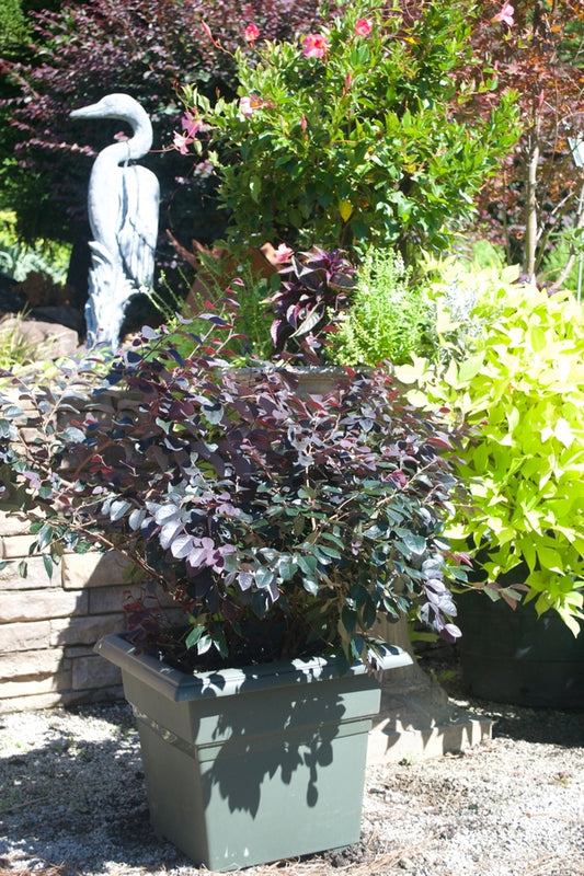 Crimson Pygmy Japanese Barberry