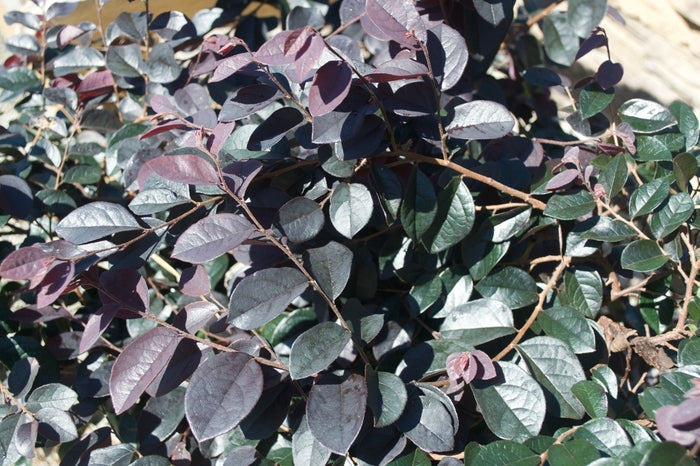 Crimson Pygmy Japanese Barberry