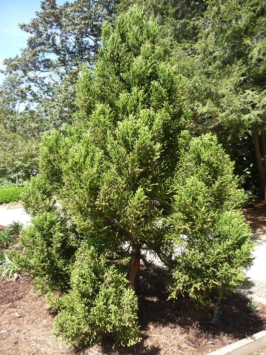 Black Dragon Cryptomeria