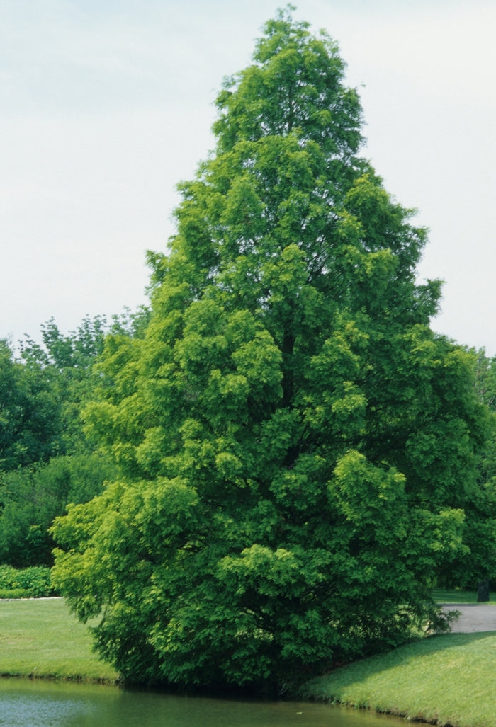 Dawn Redwood