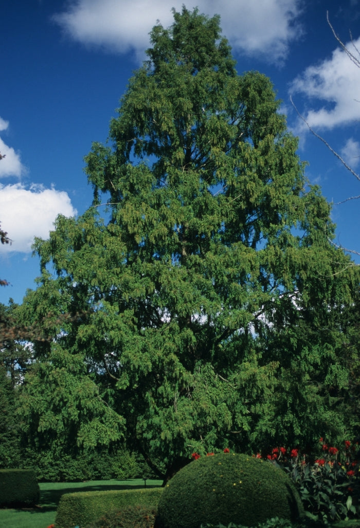 Dawn Redwood