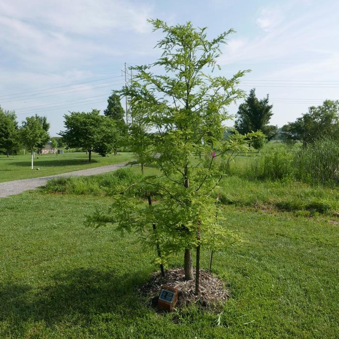 Dawn Redwood