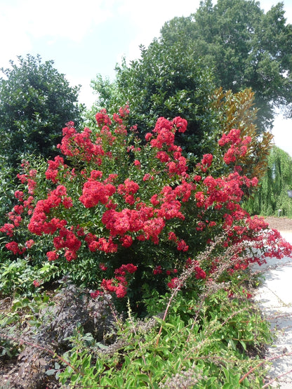 Red Rocket® Crape Myrtle
