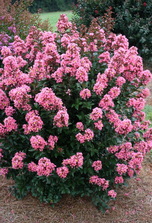 Coral Magic Crapemyrtle