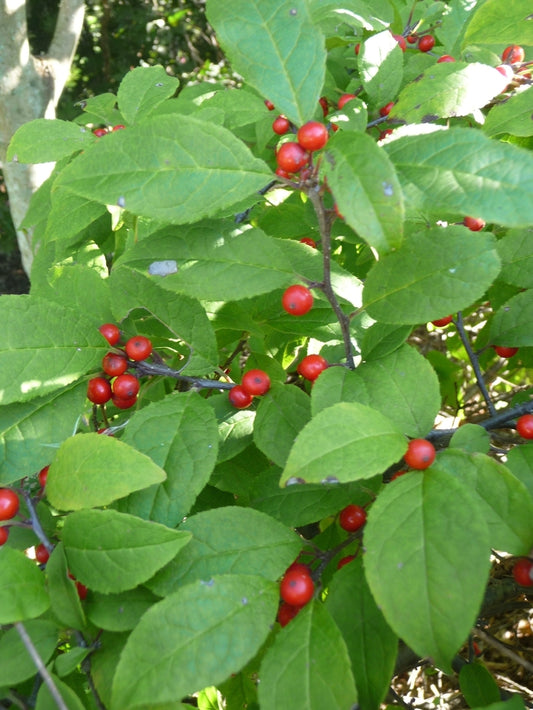 Carolina Cardinal Winterberry Holly