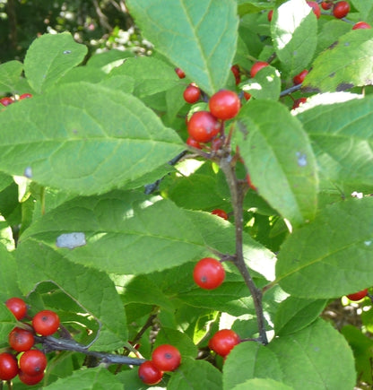 Carolina Cardinal Winterberry Holly