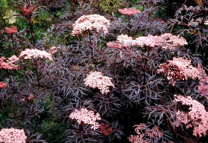 Black Lace® Elderberry