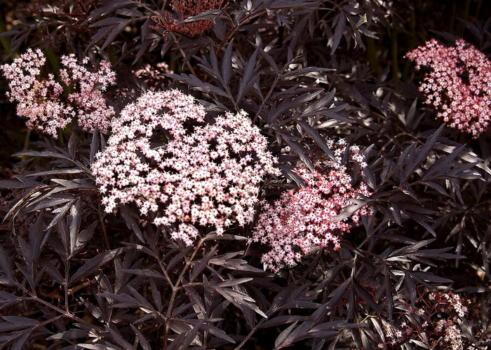 Black Lace® Elderberry