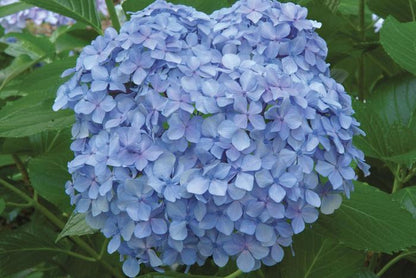 Big Daddy Bigleaf Hydrangea