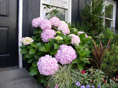 Big Daddy Bigleaf Hydrangea