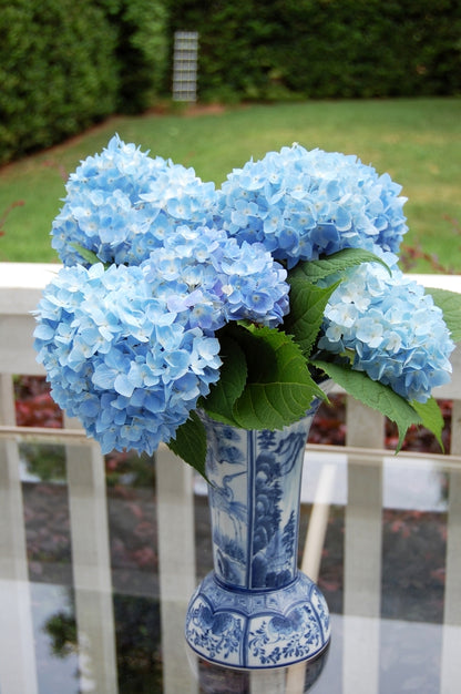 Big Daddy Bigleaf Hydrangea