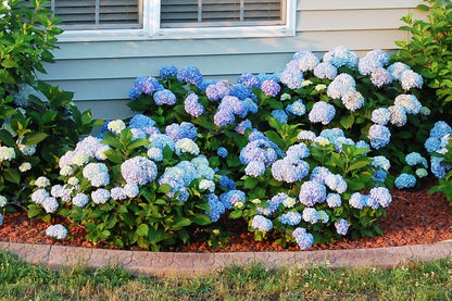 Big Daddy Bigleaf Hydrangea