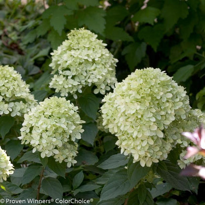Little Lime® Panicle Hydrangea