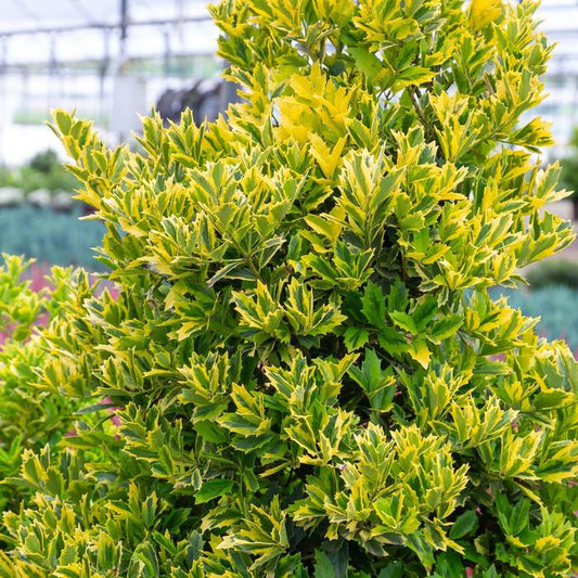 Golden Oakland® Holly