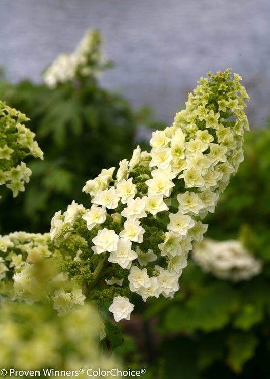 Gatsby Star® Oakleaf Hydrangea