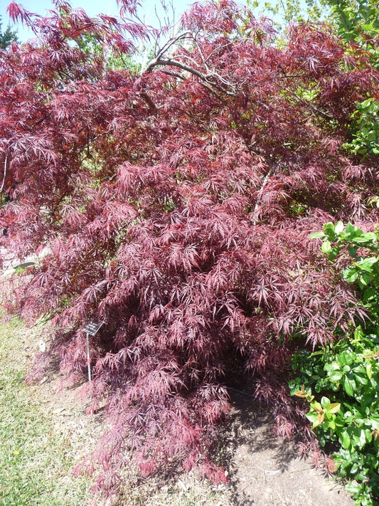 Tamukeyama Japanese Maple