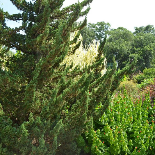 Torulosa™ Hollywood Juniper