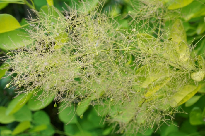 Winecraft Gold® Smokebush