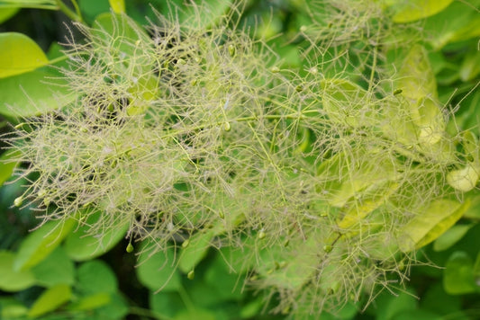 Winecraft Gold® Smokebush