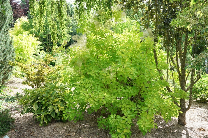 Winecraft Gold® Smokebush