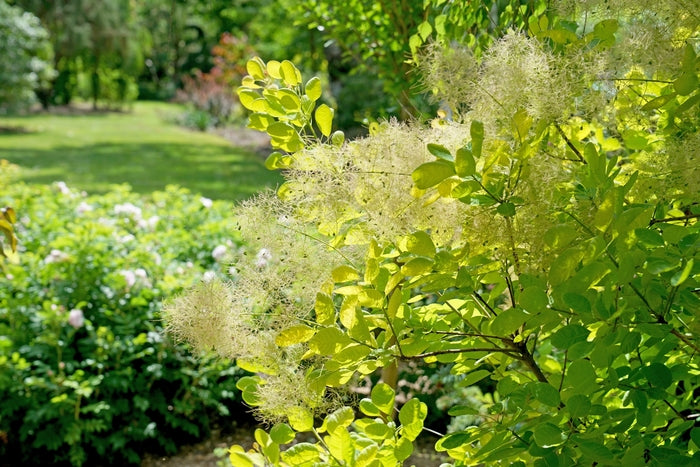 Winecraft Gold® Smokebush