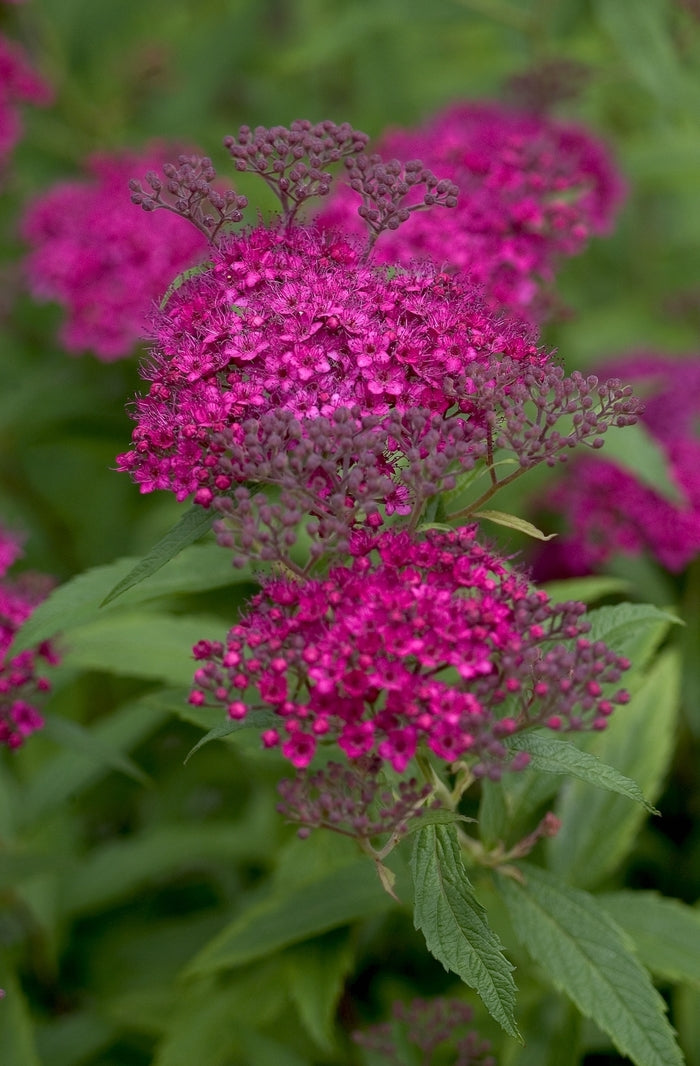 Neon Flash Spirea