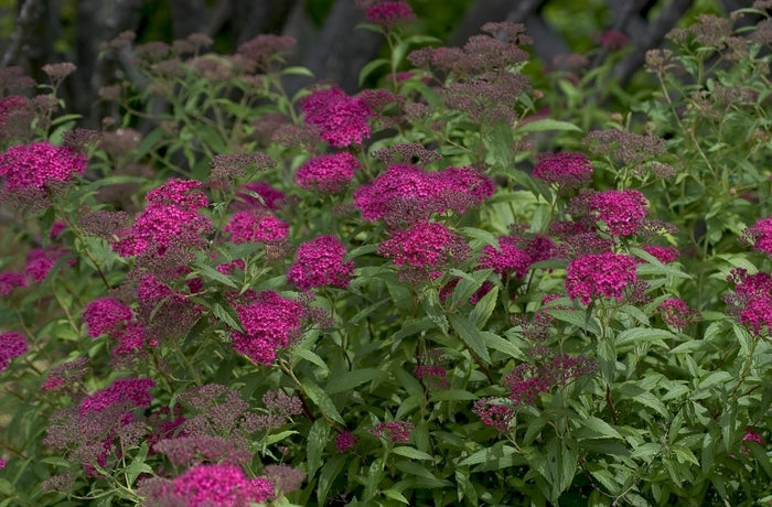 Neon Flash Spirea