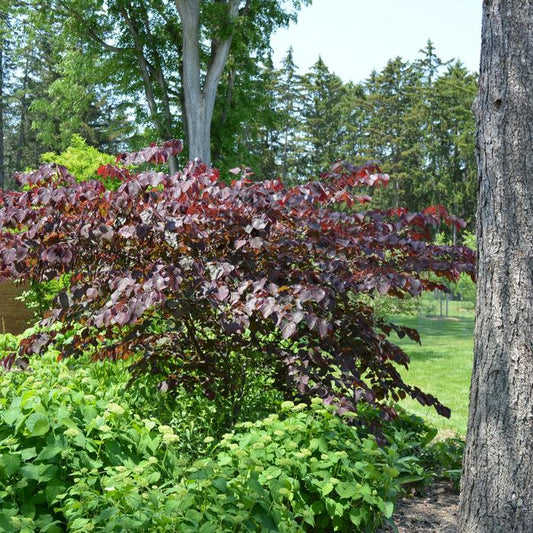 Forest Pansy Redbud