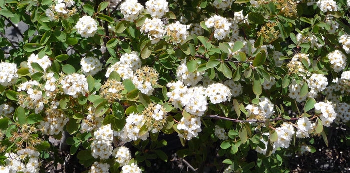 Bridal Wreath Spirea