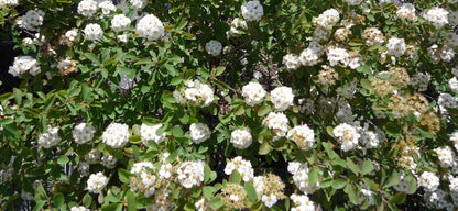 Bridal Wreath Spirea