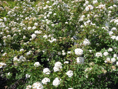 Bridal Wreath Spirea