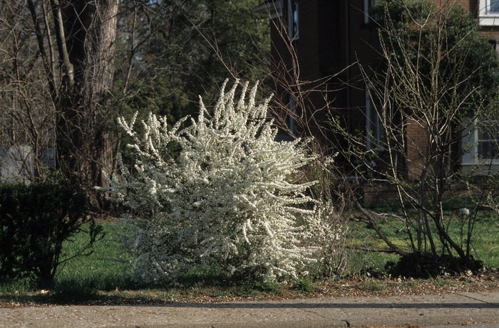 Bridal Wreath Spirea