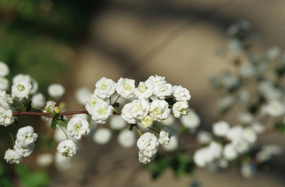 Bridal Wreath Spirea