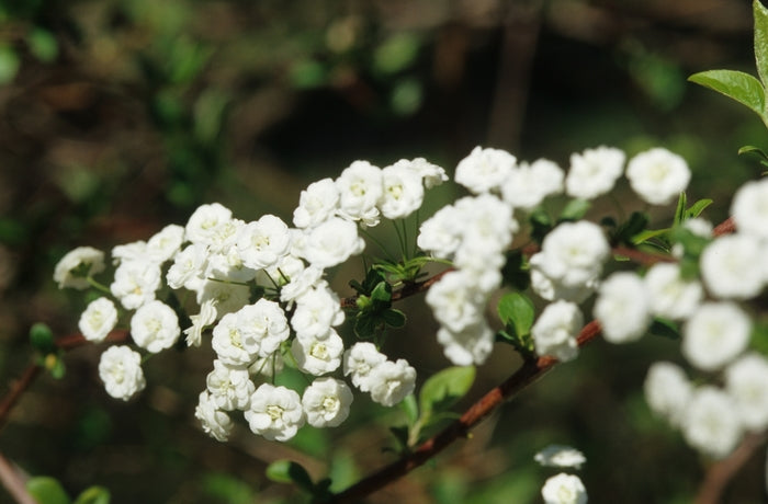 Bridal Wreath Spirea