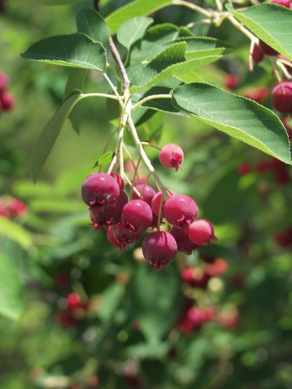 Autumn Brilliance™ Serviceberry