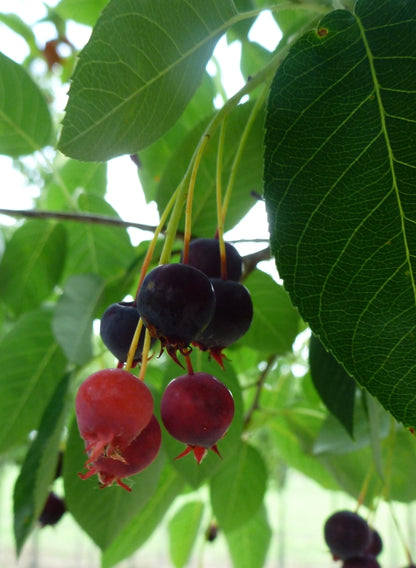 Autumn Brilliance™ Serviceberry