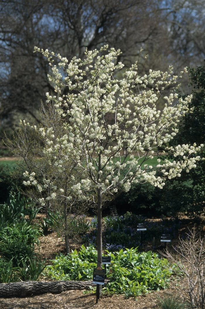 Autumn Brilliance™ Serviceberry