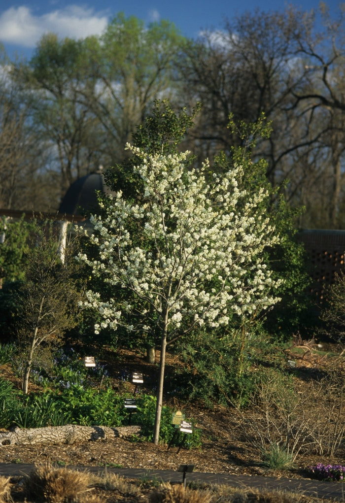 Autumn Brilliance™ Serviceberry