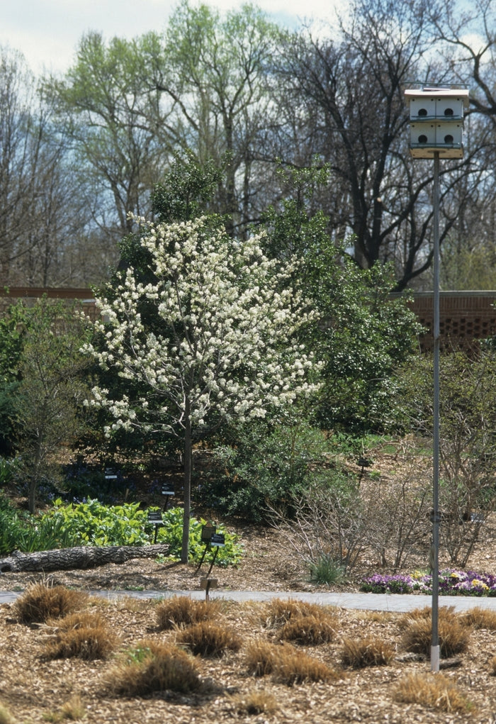 Autumn Brilliance™ Serviceberry