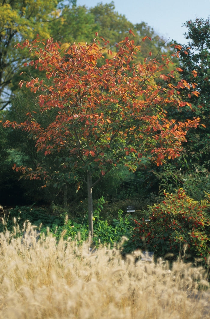 Autumn Brilliance™ Serviceberry