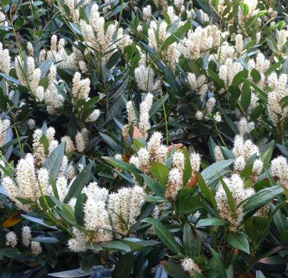 Otto Luyken English Cherry Laurel