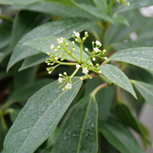 Yin® David Viburnum