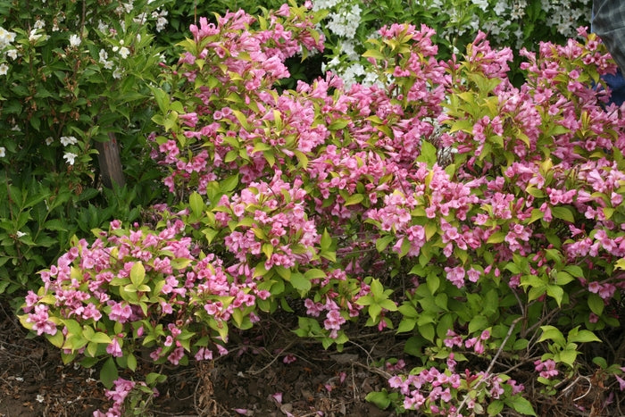 Weigela