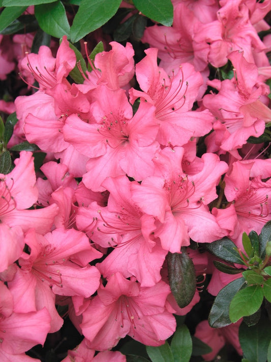 Girard's Rose Azalea