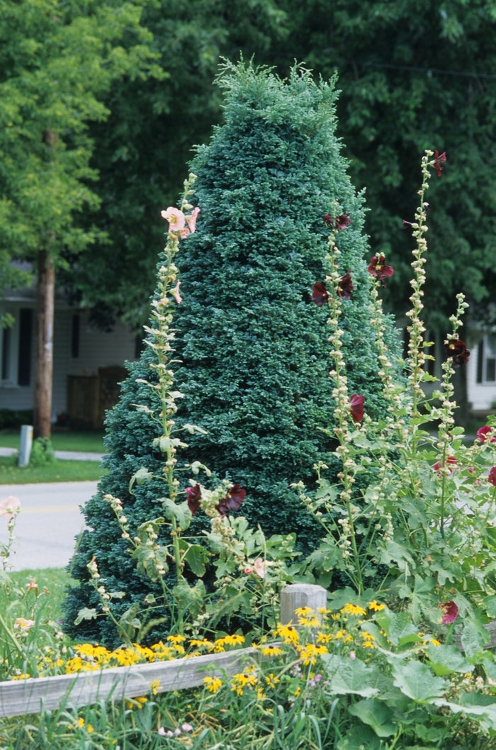 Boulevard Japanese Falsecypress